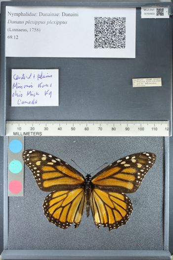 Media type: image;   Entomology 164933